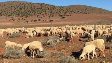 جرادة.. التساقطات المطرية تساهم في تحسن حالة المراعي