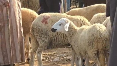 “رحبة الغنم” ممتلئة في جمعة فضالات بالمحمدية وسط علامة استفهام حول تساهل السلطات