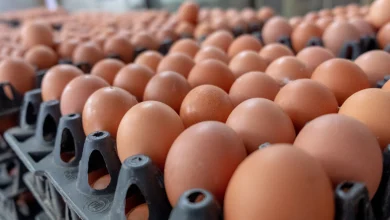 ارتفاع قياسي لأسعار البيض يثير قلق المغاربة