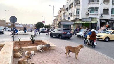 الحكومة تتدخل لحماية الحيوانات الضالة و وقاية المواطنين من أخطارها