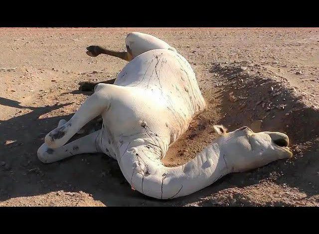 تارودانت.. ذبح سري ل “جمل مريض” يثير الهلع بموسم جماعة سبت تتاوت